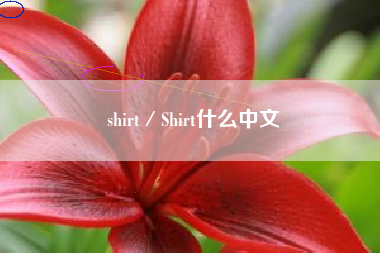 shirt／Shirt什么中文